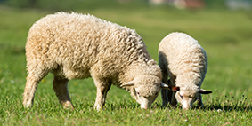two sheep grazing in field